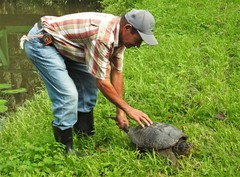 Chelydra rossignonii