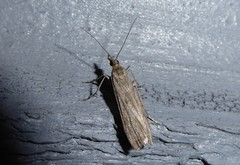 Eudonia leptalaea