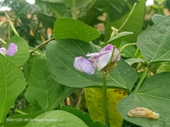 Vigna unguiculata sesquipedalis