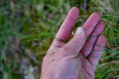 Carex trisperma