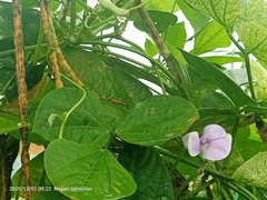 Vigna unguiculata sesquipedalis