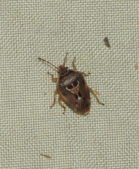 Eupolemus angularis