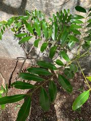 Simarouba