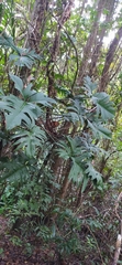 Philodendron pedatum