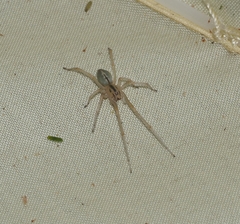 Cheiracanthium gracile