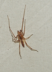 Cheiracanthium gracile