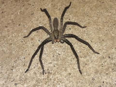 Cupiennius chiapanensis