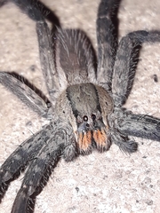 Cupiennius chiapanensis