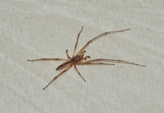 Cheiracanthium gracile