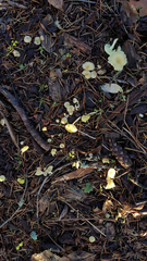 Chrysomphalina grossula