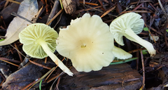 Chrysomphalina grossula