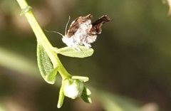 Choreutis emplecta