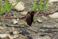 Catonephele numilia esite