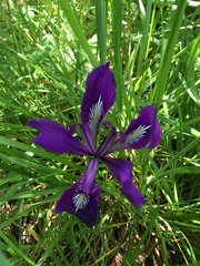 Iris tenax tenax