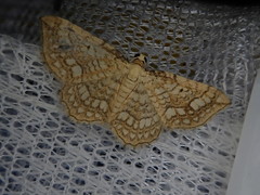 Laciniodes denigrata