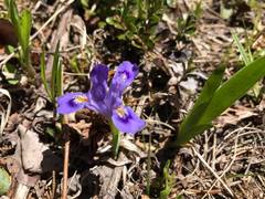 Iris lacustris