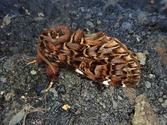 Hagapteryx admirabilis