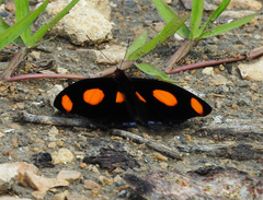 Catonephele numilia esite