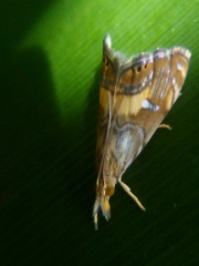 Glaucocharis chrysochyta