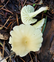 Chrysomphalina grossula