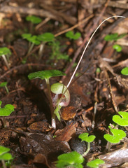 Corybas vitreus