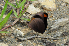 Catonephele numilia esite