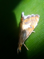 Glaucocharis chrysochyta