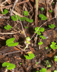 Corybas vitreus