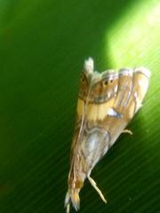 Glaucocharis chrysochyta