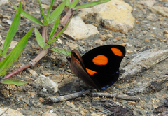 Catonephele numilia esite