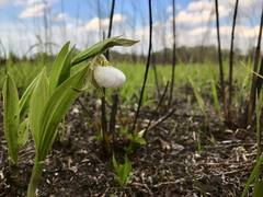 Cypripedium candidum
