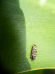 Corocosma memorabilis