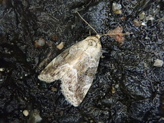 Pseudodeltote brunnea