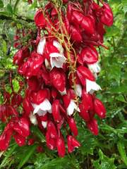 Medinilla waterhousei