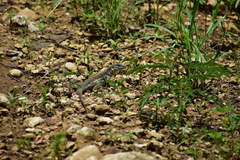 Aspidoscelis motaguae