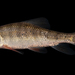 Catostomidae - Photo (c) sercfisheries, algunos derechos reservados (CC BY-NC), subido por sercfisheries