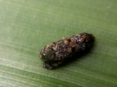 Corocosma memorabilis
