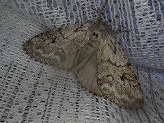 Calliteara argentata