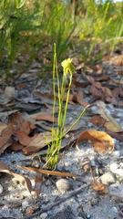 Schizaea bifida