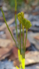 Schizaea bifida