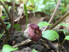 Asarum canadense reflexum