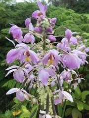 Spathoglottis pacifica