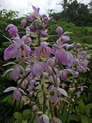 Spathoglottis pacifica