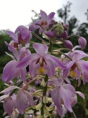Spathoglottis pacifica