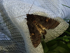 Melanchra persicariae