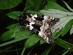 Phlogophora illustrata