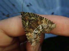 Triphaenopsis lucilla