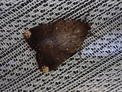 Amphipyra schrenckii