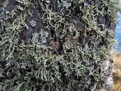Ramalina subleptocarpha