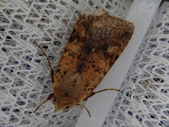 Diarsia deparca